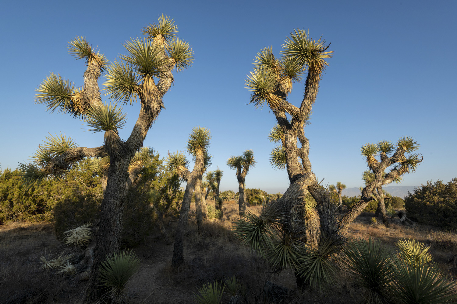 Arthur B. Ripley Desert Woodland SP